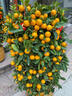 卉優(yōu)四季金桔盆栽帶果大樹(shù)可食用橘子樹(shù)年桔盆栽帶果大型綠植年宵花卉 爆果年宵金桔80-90cm（金布袋）送紅包燈籠 曬單實(shí)拍圖