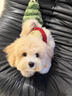 喵然心動(dòng)純種泰迪幼犬馬爾泰家養寵物狗活體幼崽貴賓犬飛耳茶杯犬小型犬 寵物級 【精品泰迪犬】 曬單實(shí)拍圖