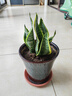 佰花錦金邊虎皮蘭盆栽好養常青綠植好養矮腳花卉室內客廳辦公室耐旱 6顆精品金邊虎皮蘭裸根 整體高度約25-35cm 曬單實(shí)拍圖