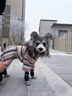 湯尼熊 TAWNEYBEAR秋冬狗狗衣服四腳衣內搭雪納瑞泰迪臘腸比熊馬爾濟斯博美約克夏貓 條紋四腳衣【粉色-不含帽子】 M丨背長(cháng)29胸圍44建議5-8斤 曬單實(shí)拍圖