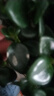 四季常青金魚(yú)花吊蘭盆栽室內綠植花卉多肉植物發(fā)財樹(shù)好養易活客廳 01：金魚(yú)吊蘭【整盆20-30顆】原盆土 曬單實(shí)拍圖