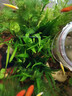 細葉鐵皇冠水草魚(yú)缸沉木石頭造景新手水草陰性好養活皇冠草 原生細葉鐵皇冠2片（高約6-10㎝） 曬單實(shí)拍圖