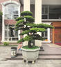 潮裕盆景羅漢松盆景公司前臺客廳入門(mén)玄關(guān)處迎客松真樹(shù)室內外擺放四季好養 羅漢松盆景6 老樁盆景/一物一拍 曬單實(shí)拍圖