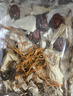 山珍菌湯包干貨煲湯羊肚菌鹿茸菌北蟲(chóng)草杏鮑菇菌湯包燉雞食材 七彩菌湯包50g*3包 曬單實(shí)拍圖