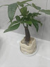 京云夢(mèng)單桿發(fā)財樹(shù)皮栽迷你室內創(chuàng  )意桌面辦公室懶人奶黃泡泡盆源頭直發(fā) 曬單實(shí)拍圖