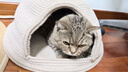 POPOCOLA冬季貓窩藤編四季通用超級大睡覺(jué)專(zhuān)用冬天保暖貓咪編織筐墊子 卡其色封閉貓窩【15斤內】 曬單實(shí)拍圖