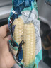 云南西雙版納拇指玉米糯玉米真空包裝玉米棒手指新鮮玉米嬰兒輔食 精選拇指玉米3斤 曬單實(shí)拍圖