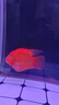財神魚(yú)紅鸚鵡魚(yú)觀(guān)賞魚(yú)血麒麟魚(yú)起頭財神魚(yú)龍缸配魚(yú)精品飼養 14-16cm財神/條（包起頭） 曬單實(shí)拍圖