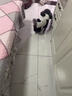 亞禾秋冬款寵物衣服熊貓保暖狗狗四腳衣服泰迪博美比熊貴賓小狗冬天裝 連帽熊貓四腳衣（保暖舒適） S（推薦3-4斤） 曬單實(shí)拍圖