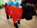 蕓惠闕寵物狗狗衣服泰迪比熊博美四腳反光棉衣秋冬寵物保暖冬裝棉服牽引 YP運動(dòng)四腿棉衣-紅色 XXL約11-14斤 曬單實(shí)拍圖