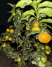 花e流正宗砂糖橘樹(shù)苗沙糖桔子樹(shù)苗橙子無(wú)籽橘子樹(shù)果苗南方北方種植 砂糖橘大苗1棵帶營(yíng)養杯【30-50厘米】 曬單實(shí)拍圖