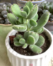 MPPMCK熊掌多肉植物熊童子【錦】迷你小多肉陽(yáng)臺桌面盆栽綠植花卉室內 高品質(zhì)-粉熊-12-15葉  后期變色 含盆 曬單實(shí)拍圖