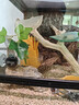 REPTIZOO新派寵物爬蟲(chóng)溫控加熱墊爬寵箱烏龜蜥蜴守宮蛇保溫倉鼠刺猬加溫片 可調溫加熱墊23W 曬單實(shí)拍圖