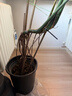 植男植女龜背竹盆栽大型室內客廳植物綠植庭院前臺老樁提根巨葉源頭直發(fā) 曬單實(shí)拍圖
