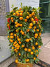 卉優(yōu)四季金桔盆栽帶果大樹(shù)可食用橘子樹(shù)年桔盆栽帶果大型綠植年宵花卉 爆果年宵金桔80-90cm（金布袋）送紅包燈籠 曬單實(shí)拍圖
