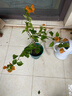 重瓣紅三角梅盆栽帶花三角梅苗勤花品種爬藤老樁室內花卉植物四季 綠葉橙 5年苗【帶花發(fā)貨】不含盆 曬單實(shí)拍圖