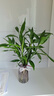 富貴竹水培植物盆栽水養客廳辦公室綠色吸甲醛綠蘿發(fā)財樹(shù)花卉開(kāi)花 富貴竹40-50厘米6棵+生根粉 曬單實(shí)拍圖
