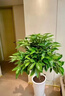 呆果丁幸福樹(shù)客廳大盆栽綠植室內大型花卉盆景綠植辦公室植物落地大盆栽 單桿幸福樹(shù)60-80cm（原土盆） 曬單實(shí)拍圖