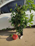 沙糖桔樹(shù)苗地栽盆栽南方北方種植橘子樹(shù)苗柑桔果樹(shù)果苗嫁接砂糖橘 5年精選壯苗當年結果【基地直銷(xiāo) 成活高】 曬單實(shí)拍圖