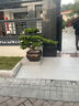潮裕盆景高端羅漢松造型地景樹(shù)室內植物庭院迎客松真樹(shù)老樁客廳辦公室盆景 精品羅漢松2 帶盆栽好 曬單實(shí)拍圖