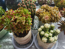 多肉植物大老樁多頭群生組合小盆栽綠植花卉室內桌面含帶陶瓷花盆 果凍乙女心+甜甜圈盆 【送托盤(pán)】;帶盆栽好 曬單實(shí)拍圖