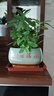 七葉蓮四季常青八方來(lái)財鴨腳木室內綠植盆栽花卉發(fā)財樹(shù)招財樹(shù)好養 特A級大盆鴨腳木（財源滾滾陶瓷盆）送底托盤(pán)+肥料 曬單實(shí)拍圖