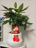 中夢(mèng)發(fā)財樹(shù)小盆栽客廳盆景辦公室內桌面旺宅綠植開(kāi)業(yè)送禮四季常青好養 精品大盆三桿發(fā)財樹(shù)+米色8822陶瓷盆+陶粒 曬單實(shí)拍圖