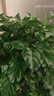 愛(ài)優(yōu)尚幸福樹(shù)盆栽客廳室內大型綠植辦公室喬遷新家綠寶凈化空氣源頭直發(fā) 曬單實(shí)拍圖