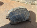 鱷龜鱷魚(yú)龜食用活物大的可食用烏龜大龜肉雜佛北美寵物苗包活外塘 19-20斤(食用包活) 曬單實(shí)拍圖