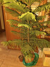 南洋杉盆栽圣誕樹(shù)盆景澳洲杉客廳室內大型四季好養植物好養易活 南洋杉 1.2-1.4米【原盆栽好】送小掛件 曬單實(shí)拍圖
