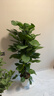 愛(ài)優(yōu)尚大葉綠蘿柱盆栽客廳大型綠植辦公室內除甲醛凈化空氣綠籮源頭直發(fā) 曬單實(shí)拍圖