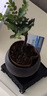 小葉子紫檀老樁黑骨茶盆栽辦公室內禪意好養四季常青綠植物微盆景 老樁小葉紫檀【舍得盆】+底座+送肥料 帶盆栽好 曬單實(shí)拍圖
