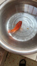 熱帶魚(yú)淡水觀(guān)賞魚(yú)活體熱帶魚(yú)財神魚(yú)鸚鵡魚(yú)發(fā)財魚(yú)臺版元寶財神包活 紅財神（8-10公分）1條 曬單實(shí)拍圖