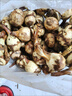 云南新鮮現挖白茨菇野生馬蹄菇燕粉糯慈姑火鍋蔬菜 帶箱3斤大果 曬單實(shí)拍圖