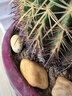 意軒超大金琥仙人球盆栽花卉盆栽綠植桌面盆栽陽(yáng)臺多肉植物 桌面植物 直徑20厘米左右 曬單實(shí)拍圖