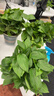 綠蘿盆栽室內植物好養客廳綠植辦公室綠籮吸水 大盆綠蘿1盆+綠加倫盆1個(gè) 帶盆栽好 曬單實(shí)拍圖