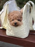 AMEEKLION冬季貓包外出便攜大容量寵物手提單肩包保暖貓袋可露頭小型犬狗包 米白色菱格包【內里加絨更保暖】 曬單實(shí)拍圖