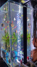 森森（SUNSUN）魚(yú)缸燈LED水草燈防水支架燈全光譜魚(yú)缸觀(guān)賞燈爆藻照明草缸燈 【二代更顯色】20W 建議80-88cm長(cháng)缸 曬單實(shí)拍圖