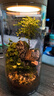 丘辰苔蘚微景觀(guān)生態(tài)瓶DIY辦公室內桌面綠植擺件造景花卉盆栽生日禮物 一路有你（充電款） 曬單實(shí)拍圖