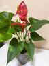 水培紅掌盆栽帶花大葉白掌紫掌易活四季開(kāi)花卉綠植物辦公室內好養 【特價(jià)款】紅掌-單棵1-3朵花+營(yíng)養液 曬單實(shí)拍圖