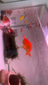 精品金魚(yú)觀(guān)賞魚(yú)自來(lái)水養不死鴻運當頭好養耐活魚(yú)冷水招財魚(yú)風(fēng)水魚(yú) 精品隨機蘭壽 7-9厘米3條 曬單實(shí)拍圖