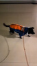 秋冬加厚狗狗棉衣中大型犬防寒保暖寵物服裝保暖反光防水寵物衣服 藍橘【加厚毛領(lǐng)款】 3XL（頸50胸70背53）30-40斤 棉衣 曬單實(shí)拍圖