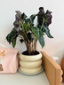 花翁北歐竹芋盆栽辦公室內桌面綠植花卉 大仙女海芋+甜甜圈盆源頭直發(fā) 曬單實(shí)拍圖