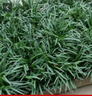 玉龍草日本矮麥冬草庭院草苗草坪真草綠化草花園別墅四季常綠草皮 日本矮麥冬草/玉龍草20斤 10cm以下 曬單實(shí)拍圖