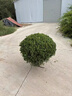 球型植物綠植冠狀冬青球黃楊樹(shù)球石楠球茶梅球金森女貞圓球形綠化 黃楊球【冠幅50厘米】 不含盆 曬單實(shí)拍圖