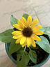 花沃里盆栽矮向日葵種子花卉種子家庭盆栽向日葵陽(yáng)臺校園花壇草種籽花種 花沃里矮向日葵約29粒*1包【明媚鮮亮】 曬單實(shí)拍圖