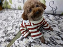 OYKTN針織寵物衣服秋冬狗狗保暖條紋四腳服防掉毛泰迪比熊雪納瑞小型犬 針織黑色條紋 XS【建議1-3斤】 曬單實(shí)拍圖