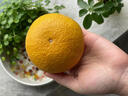 南步浙江慶元甜桔柚 麗水特產(chǎn)甜橘柚黃金貢柚非建陽(yáng)新鮮水果年貨送禮 10斤 精選大果【單果80mm+】禮盒 曬單實(shí)拍圖