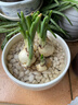 鑫意重瓣水仙花種球年宵綠植花卉室內水培桌面盆栽植物土培種球水仙 優(yōu)選復瓣2個(gè)，多花品種 18-20CM+肥料1包 曬單實(shí)拍圖