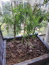 水杉苗水杉樹(shù)苗 云杉池杉小苗 落羽杉中山杉樹(shù)苗 庭院綠化 景觀(guān)樹(shù) 小苗30-40高【10顆】 其他 曬單實(shí)拍圖